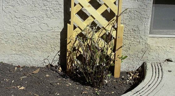 New growth on old wood of a Clematis Jackmanii. (Maurice Tryhuk)