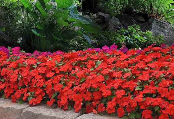 Impatiens Walleriana Beacon is highly resistant to downy mildew. (Ball Horticultural)