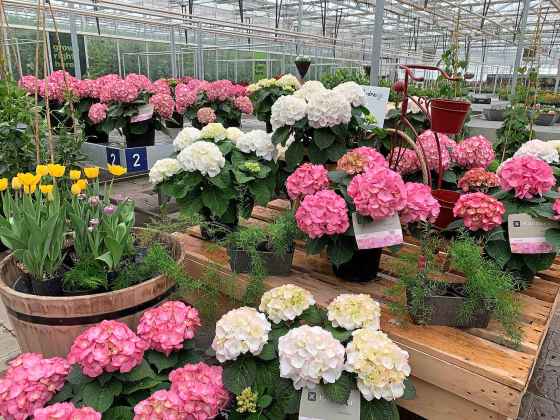 Pink and white Kanmara Hydrangeas (Colleen Zacharias)