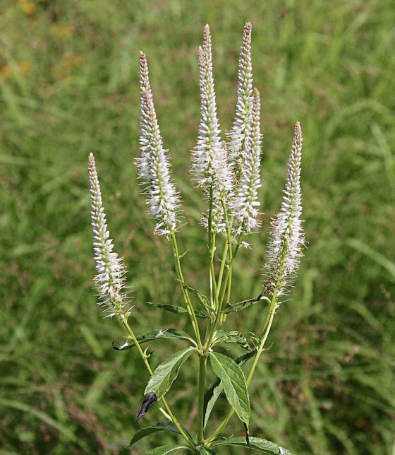 Veronicastrum Culver's Root (Prairie Originals)