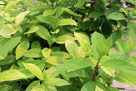What is the problem with this plant? (Colleen Zacharias)