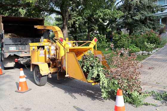Arborist wood chips, considered the gold standard, consist of ground-up branches from locally pruned trees. (Colleen Zacharias)