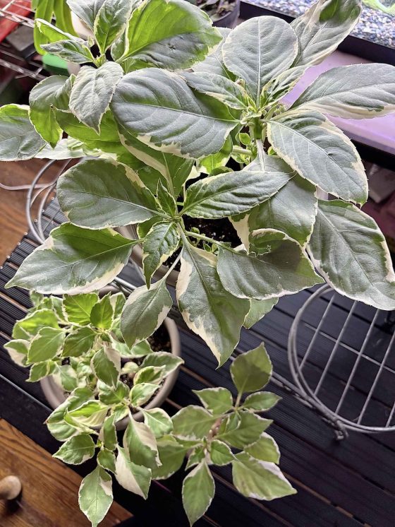 The answer is: Variegated Impatiens (Linda Wall photo)