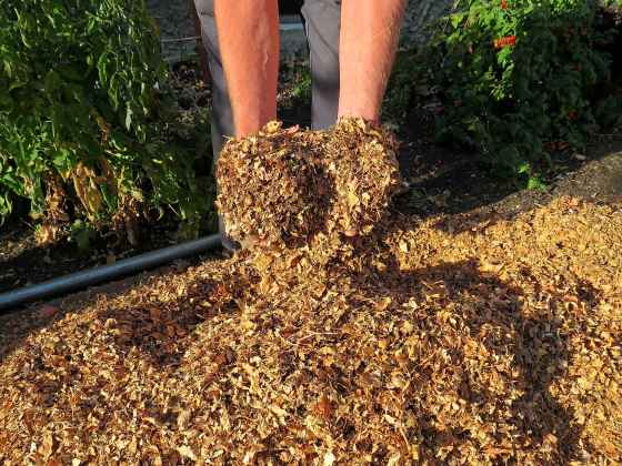 Not enough can be said about the importance of mulch. (Colleen Zacharias photo)