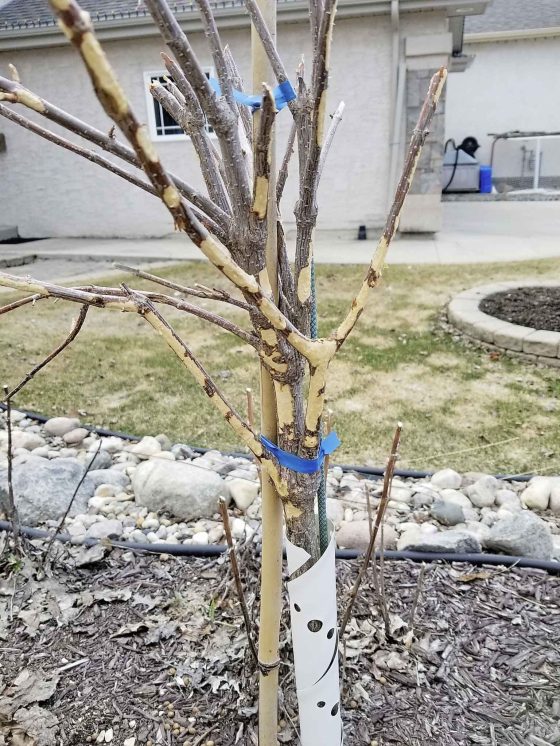 This Hydrangea tree form suffered from damage and stripped bark thanks to rabbits. (Colleen Zacharias photo)