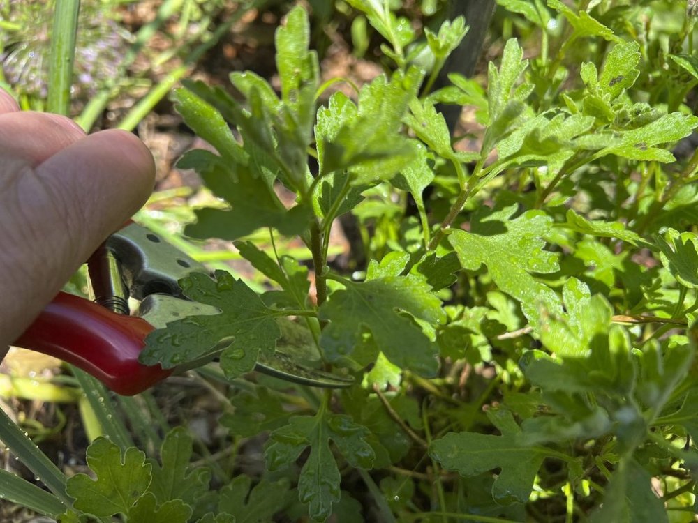 This May 20, 2025, image provided by Jessica Damiano shows the pruning of the top third of a chrysanthemum plant. Three such carefully timed prunings each year will result in fuller, sturdier plants. (Jessica Damiano via AP)