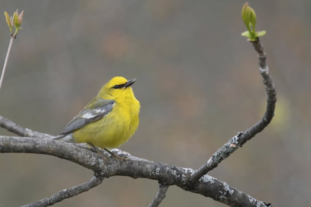 This May 19, 2019, image provided by The Nature Conservancy shows a blue-winged warbler. (Derek Rogers via AP)