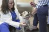Dr. Karen Woodard check's Gail Friedman's dog, Ms. Roxie, for signs of allergies in Elmhurst, Ill. on May 13, 2025. (AP Photo/Laura Bargfeld)