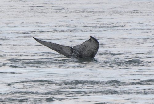 The tail of a humpback whale surfaces as it swims in the Saint Lawrence River in the Old Port of Montreal, Saturday, May 30, 2020. THE CANADIAN PRESS/Graham Hughes