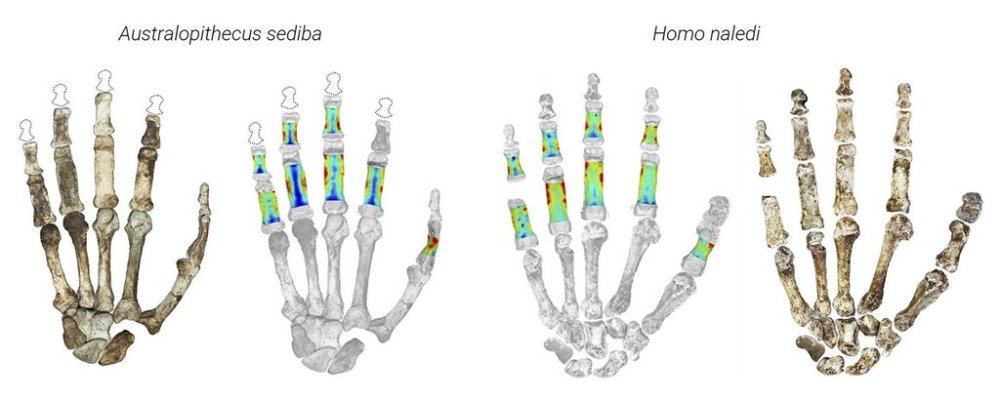 This artist rendering shows hands of early human ancestors, called Australopithecus sediba and Homo naledi, found in South Africa. The left images show photos of the bones, and the right images show how the fingers absorbed stress during daily activities. Red areas absorbed more stress than blue ones, which scientists can tell based on bone thickness. (Tracy Kivell via AP)