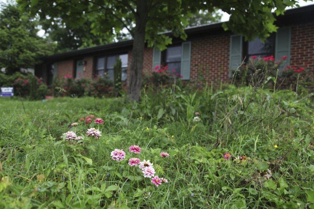 Flowers and tall grass cover the lawn of Amanda Beltranmini Healen in Nashville, Tenn., Monday, May 19, 2025, who participates in No Mow Months to improve water retention and encourage pollinators. (AP Photo/Kristin M. Hall)