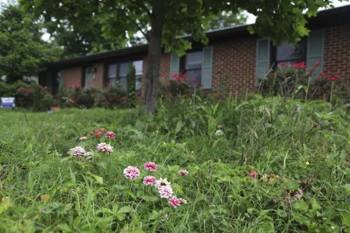 Flowers and tall grass cover the lawn of Amanda Beltranmini Healen in Nashville, Tenn., Monday, May 19, 2025, who participates in No Mow Months to improve water retention and encourage pollinators. (AP Photo/Kristin M. Hall)