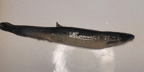 Fisheries and Oceans Canada says an invasive type of fish called a pond loach, seen in this handout image, has been found in Nova Scotia, marking the first such finding in Atlantic Canada. THE CANADIAN PRESS/HO-Fisheries and Oceans Canada