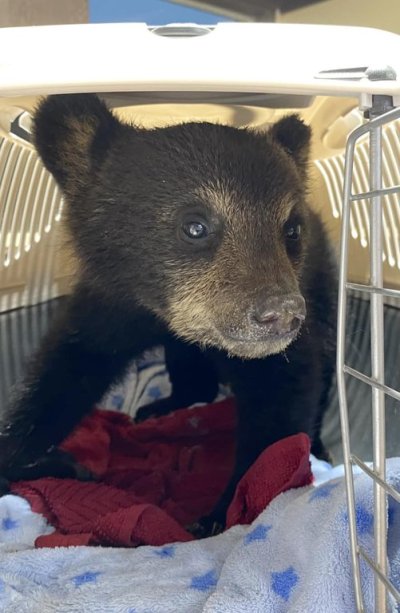 The operator of a bear rescue organization in Manitoba delivered sad news on Saturday about a tiny, seven-pound black bear cub that had been rescued with burns to her paws, nose and lips from a forest fire. Judy Stearns of Black Bear Rescue Manitoba said the female cub, whose progress was being followed by many supporters on the group's Facebook page, hadn't survived the night. THE CANADIAN PRESS/HO-Judy Stears *MANDATORY CREDIT *