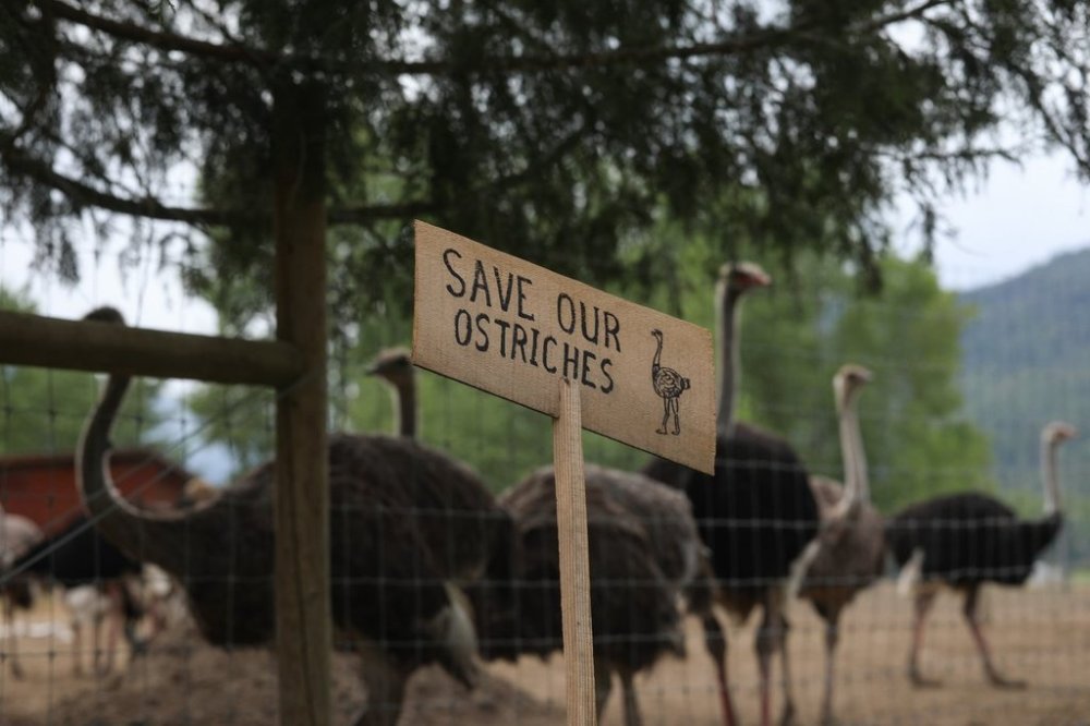 A sign calling for the protection of ostriches at the Universal Ostrich Farms is displayed at the farm in Edgewood, B.C., on Saturday, May 17, 2025. Hundreds of supporters flocked to the farm over the Victoria long weekend to protest the Canadian Food Inspection Agency’s order to cull 400 ostriches. THE CANADIAN PRESS/Aaron Hemens