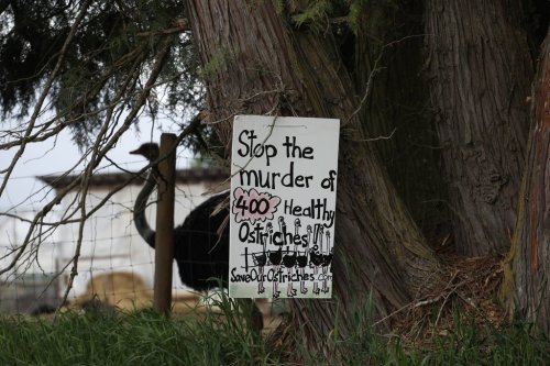 A sign calling for the protection of ostriches at the Universal Ostrich Farms is displayed at the farm in Edgewood, B.C., on Saturday, May 17, 2025. THE CANADIAN PRESS/Aaron Hemens