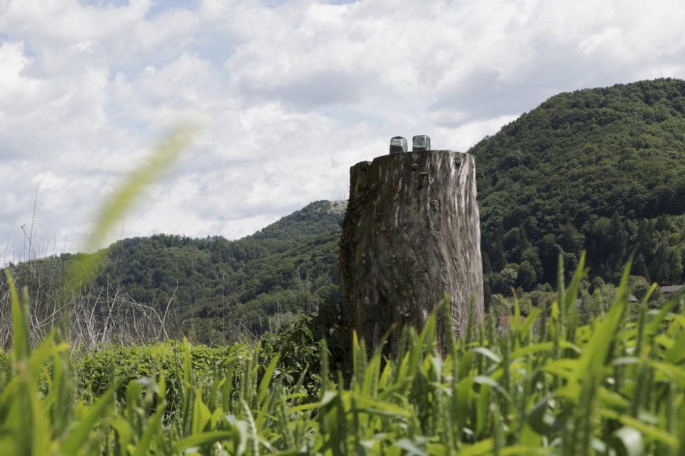 Ankles of sawed off and taken away bronze statue which represented Melania Trump remain on the tree stump where it was placed in 2020, in the village of Rozno, Slovenia, Friday, May 16, 2025, near Melania Trump's hometown of Sevnica. (AP Photo/Relja Dusek)