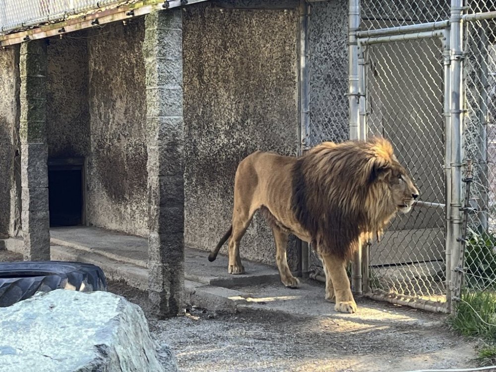 In this photo provided by the Oregon State Police, a lion is seen at the West Coast Game Park Safari near Bandon, Ore., May 15, 2025. (Oregon State Police via AP)