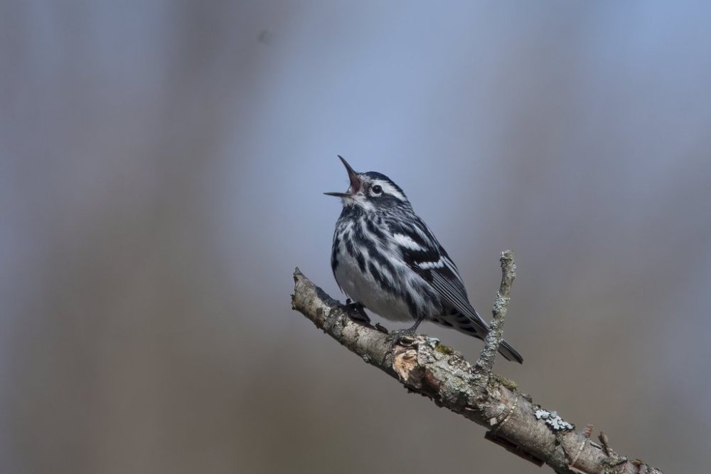 This May 7, 2022, image provided by The Nature Conservancy shows a black-and-white warbler. (Derek Rogers via AP)