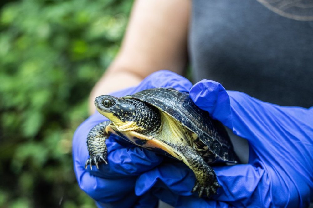 A Blanding's turtle is shown in this undated handout photo provided by the Toronto Zoo. THE CANADIAN PRESS/HO-Toronto Zoo
*MANDATORY CREDIT*