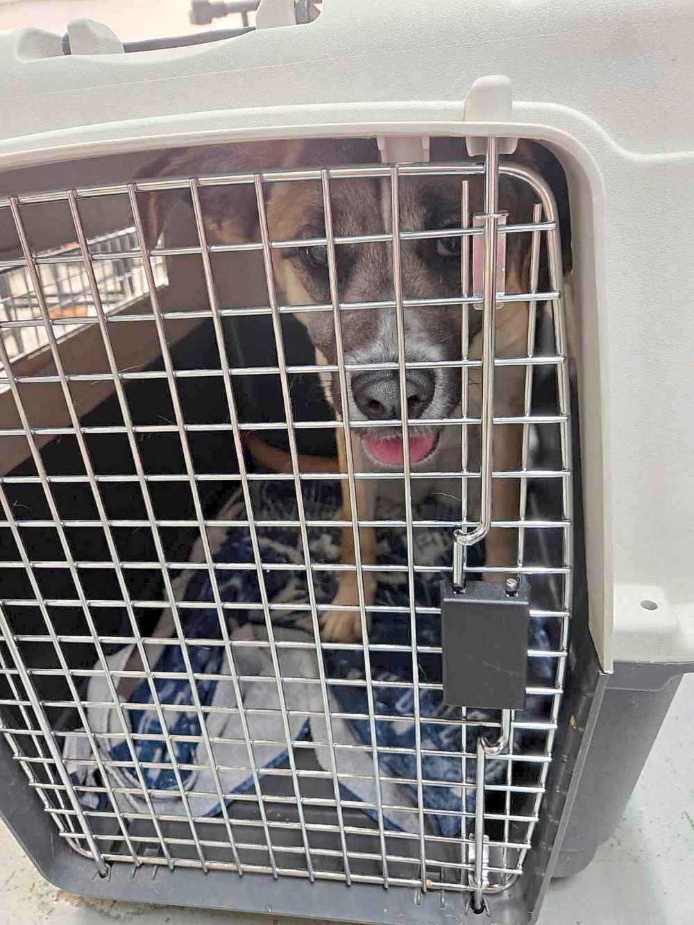 JACKIE HANNA PHOTO
A  dog evacuated from Split Lake.