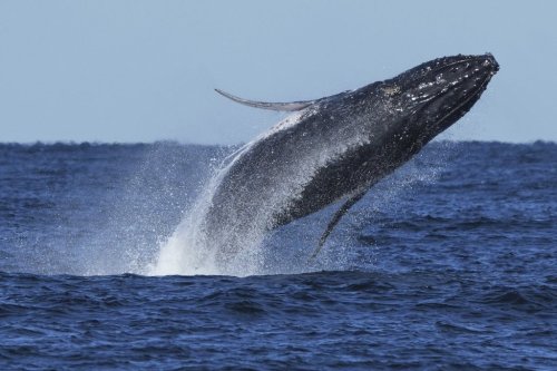 FILE - A humpback whale breaches off the coast of Port Stephens, north of Sydney, Australia, on June 18, 2025. (AP Photo/Mark Baker, File)