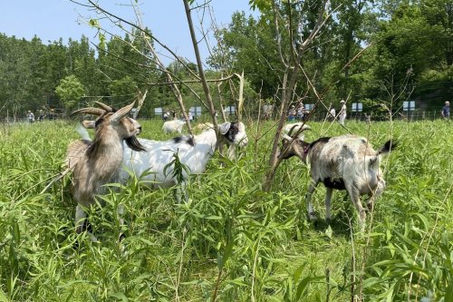 A herd of goats are grazing their way through a Don Valley Brick Works Park meadow in Toronto as part of a city project to address invasive plants and woody vegetation. Goats are seen in the park on Wednesday, June 11, 2025. THE CANADIAN PRESS/Natasha Baldin