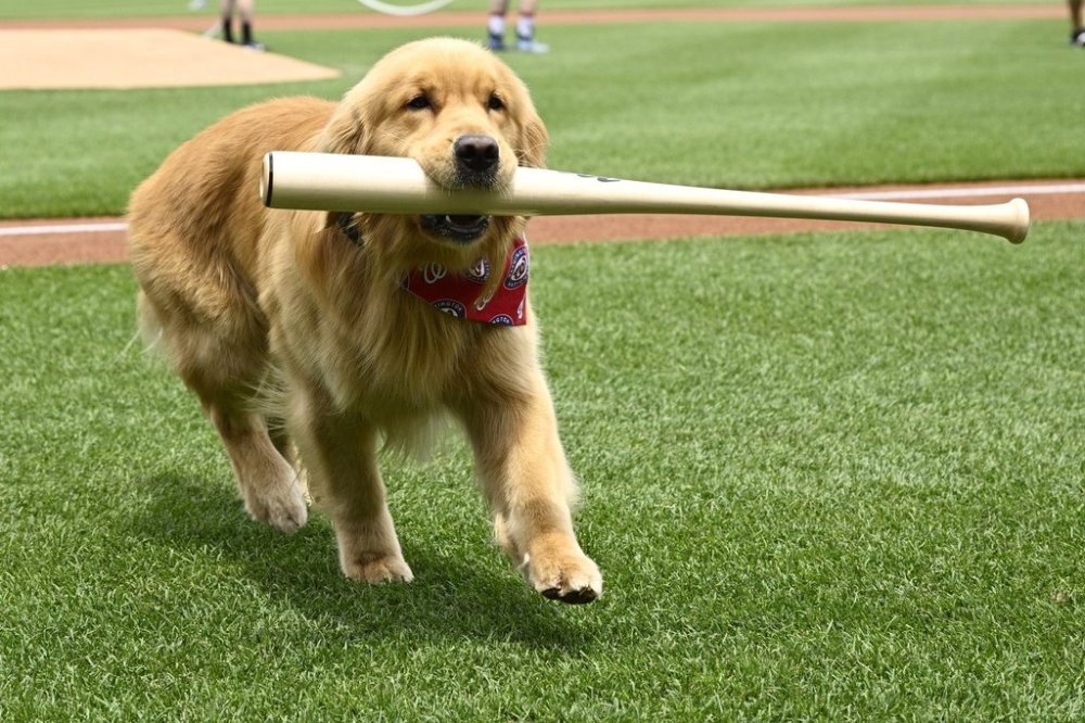 Bruce, the bat dog, retrieves a bat as he is recognized before a baseball game between the Washington Nationals and the Miami Marlins, Saturday, June 14, 2025, in Washington. (AP Photo/Nick Wass)