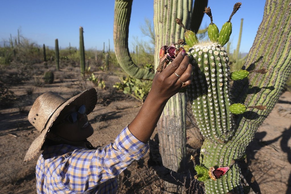 Tohono O’odham Nation Sues Federal Agencies Over Planned Border Wall on Reservation Land