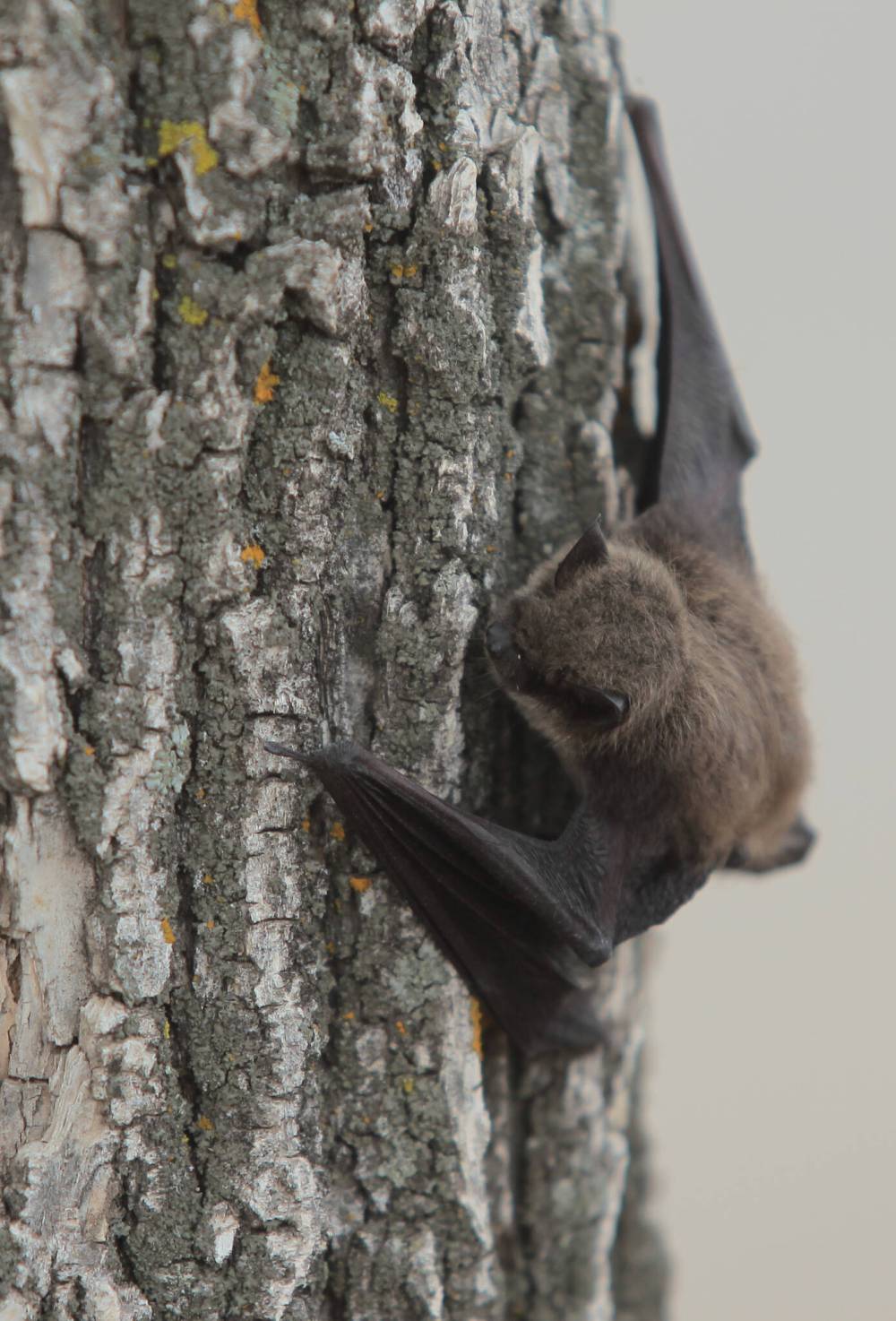 Bruce Bumstead / Brandon Sun files
A brown bat clings to the bark on a tree in the Keystone Centre grounds.