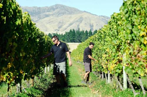 Mark Coote / Bloomberg
                                New Zealand which has embraced Sauvignon Blanc as its signature grape variety.