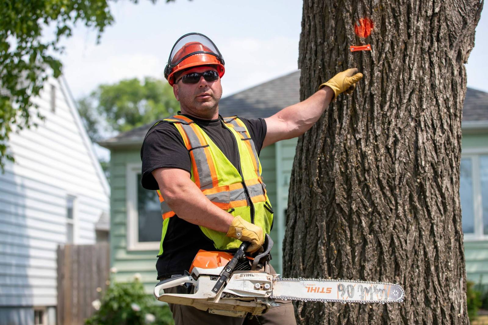 Jun 2025: More than 7,000 elms felled in Winnipeg last year due to disease