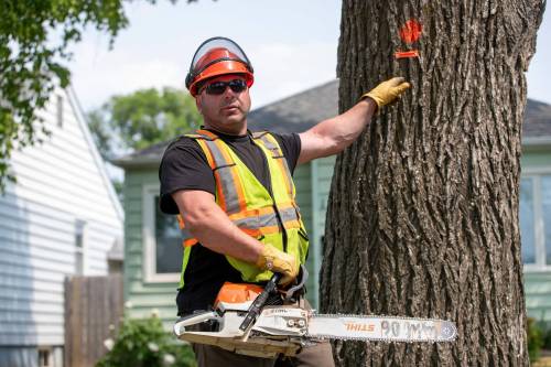 BROOK JONES/FREE PRESS
                                Urban Foresty worker Trevor Viznaugh, 42, points to an elm tree that has been tagged for removal, as the City of Winnipeg’s Urban Forestry Branch removes American elm trees along Downing Street in an effort to fight Dutch elm disease.
