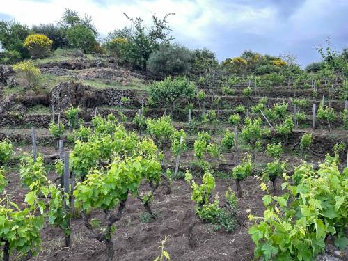 Ben Sigurdson / Free Press files
                                Nerello Mascalese grapes are grown almost exclusively on the Italian island of Sicily, where the grape does well in the volcanic soils of the foothills of Mount Etna.