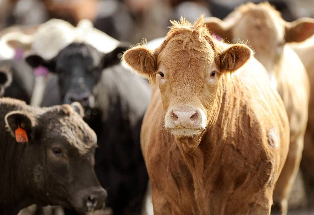 Eric Gregory / The Associated Press Files
The search is on for a chair in beef cattle economic sustainability for The Beef Cattle Research Council, to be helmed at the University of Manitoba.