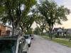 Russell Wangersky/Free Press
                                The city’s Report on City Tree Bylaws is still in limbo — like many other council reports.