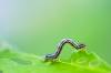 MIKAELA MACKENZIE / WINNIPEG FREE PRESS Cankerworms in trees in Winnipeg on Friday, June 7, 2019. For Nadya story. Winnipeg Free Press 2019.