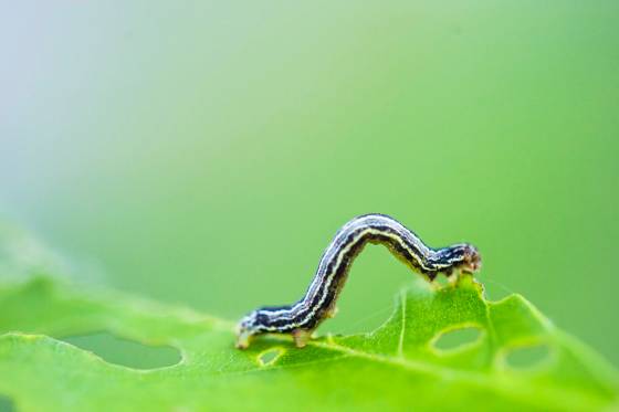 City crews targeted their efforts on areas such as River Heights and Crescentwood, which had higher numbers of worm larvae earlier in the season. (Mikaela MacKenzie / Free Press files)