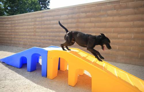 RUTH BONNEVILLE / FREE PRESS
                                Sebastian, a two-year-old American Bull Dog mix, runs over one of the enrichment structures at Animal Services.
