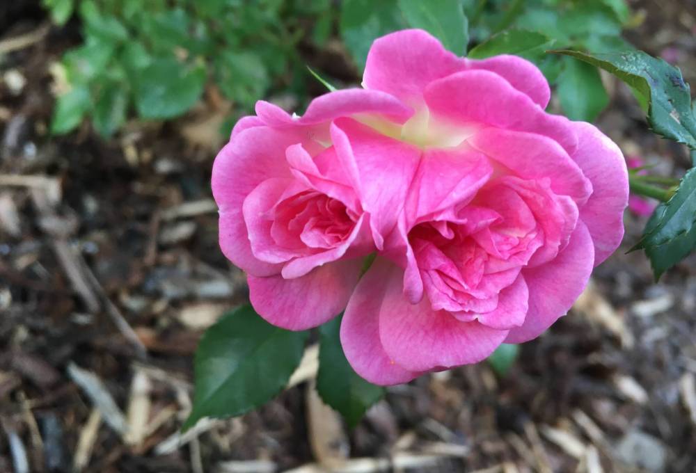 Pam Frampton photo
This rose in columnist Pam Frampton’s garden was planted in memory of her sister, Barbie.
