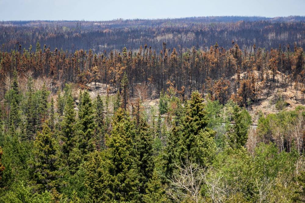 MIKAELA MACKENZIE / FREE PRESS
                                Burned areas just north of Flin Flon on Wednesday.