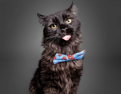 SUPPLIED
                                Local feline influencer Littlefoot is a guest judge at Saturday’s cat film festival.