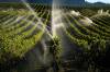 Jeff McIntosh / The Canadian Press
                                Sprinklers water grapes vines in the Okanagan Valley’s wine country. The region’s tourism has taken a hit.