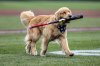This photo provided by the Rochester Red Wings, the Triple-A affiliate of the Washington Nationals, shows Bruce the Bat Dog, a 21-month-old Golden Retriever, during a minor league baseball game between the Red Wings and Lehigh Valley IronPigs, April 5, 2025, in Rochester, N.Y. (Rochester Red Wings via AP)