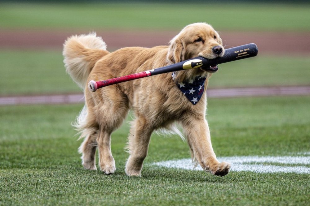 This photo provided by the Rochester Red Wings, the Triple-A affiliate of the Washington Nationals, shows Bruce the Bat Dog, a 21-month-old Golden Retriever, during a minor league baseball game between the Red Wings and Lehigh Valley IronPigs, April 5, 2025, in Rochester, N.Y. (Rochester Red Wings via AP)