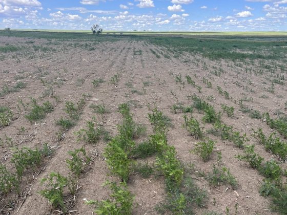 Red lentils grow in a dry field on a farm in southwest Saskatchewan. (Quinton Jacksteit photo / The Canadian Press)