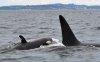 A young southern resident killer whale (left), shown in a handout photo, spotted swimming in the waters off the west side of Vancouver Island. THE CANADIAN PRESS/Handout — Centre for Whale Research (Mandatory Credit)