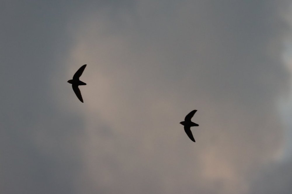 A pair of chimney swifts are shown silhouetted in an undated handout photo. Chimney swifts are long-distance migratory birds, breeding in east-central Saskatchewan, southern Manitoba, Ontario, Quebec, New Brunswick, and Nova Scotia and wintering in South America. THE CANADIAN PRESS/HO-Birds Canada, *MANDATORY CREDIT*