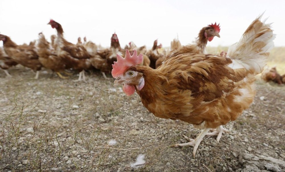 FILE - In this Oct. 21, 2015, file photo, cage-free chickens walk in a fenced pasture at an organic farm near Waukon, Iowa. (AP Photo/Charlie Neibergall, File)