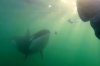 An orca offers a diver a piece of Eagle Ray liver off New Zealand in the Western South Pacific as shown in this handout image provided by Orca Research Trust. THE CANADIAN PRESS/Handout — Orca Research Trust (Mandatory Credit)
